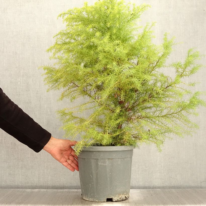 Esemplare di Cryptomeria japonica Elegans - Cedro del Giappone Vaso da 7,5L/10L come consegnato in autunno