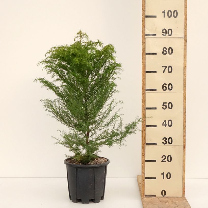Cryptomeria japonica Elegans - Cedro del Giappone Vaso da 7,5L/10L esemplare consegnato in inverno