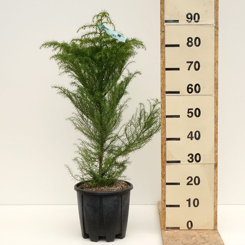 Cryptomeria japonica Elegans - Cedro del Giappone Vaso da 7,5L/10L esemplare consegnato in primavera