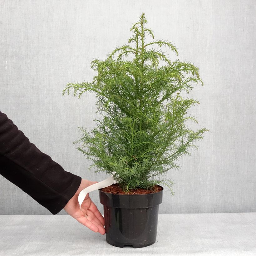 Cryptomeria japonica Elegans Viridis - Cedro del Giappone Vaso da 2L/3L esemplare consegnato in inverno