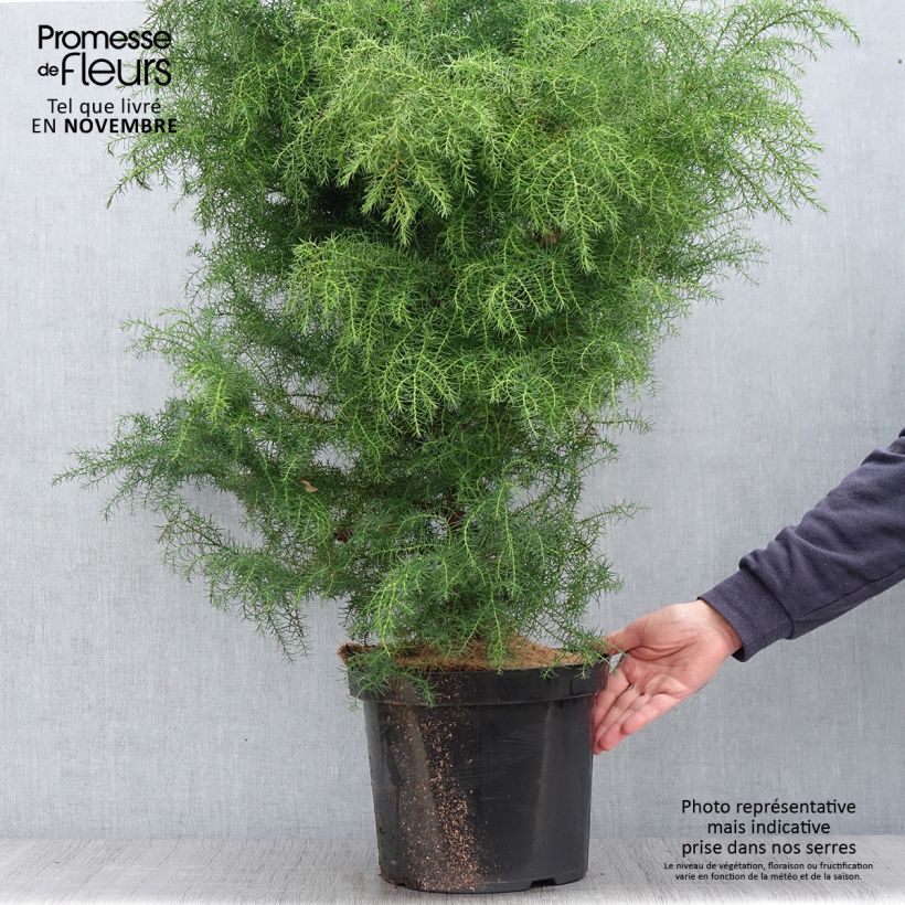 Esemplare di Cryptomeria japonica Elegans Viridis - Cedro del Giappone Vaso da 7,5L/10L come consegnato in autunno