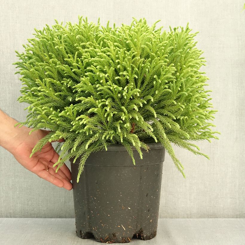 Esemplare di Cryptomeria japonica Globosa Nana - Cedro del Giappone Vaso da 7,5L/10L consegnato in estate