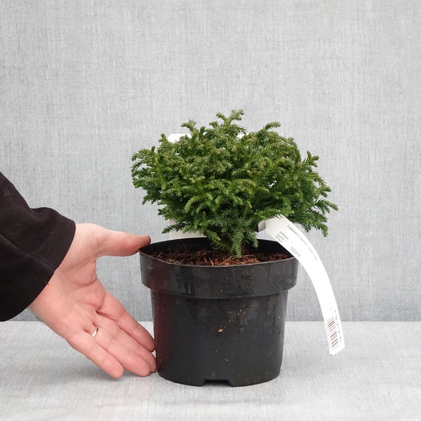 Cryptomeria japonica Green Pearl - Cedro del Giappone Vaso da 2L/3L esemplare consegnato in inverno