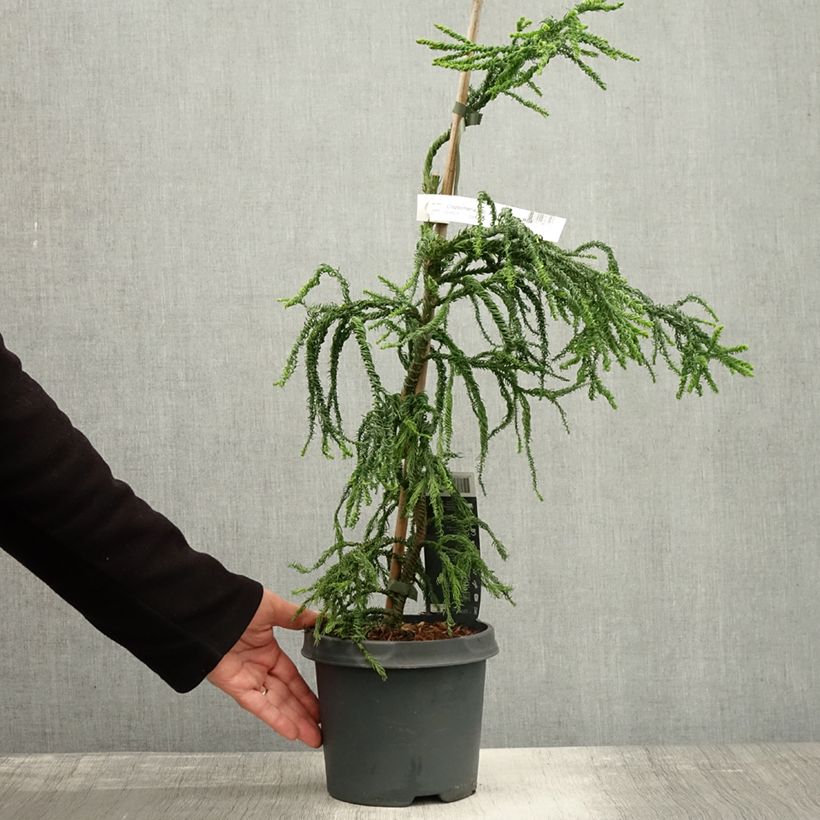 Esemplare di Cryptomeria japonica Kyara Gold - Cedro del Giappone Vaso da 3L/4L come consegnato in autunno