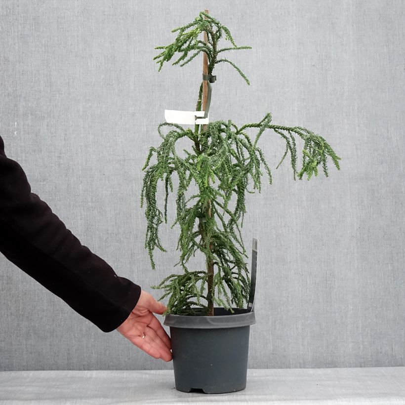 Cryptomeria japonica Kyara Gold - Cedro del Giappone Vaso da 3L/4L esemplare consegnato in inverno