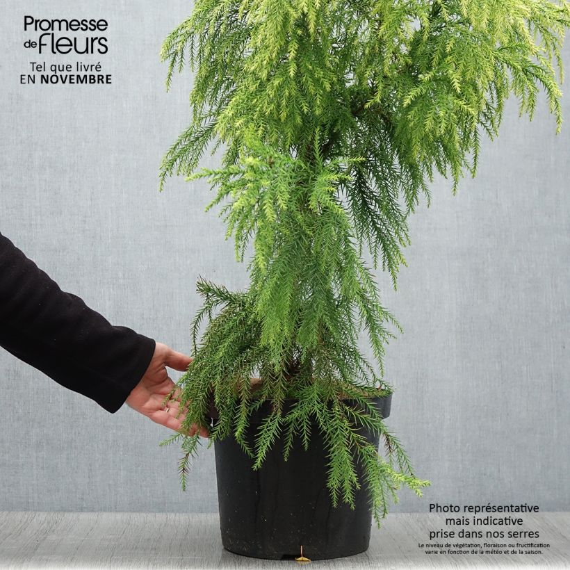 Esemplare di Cryptomeria japonica Sekkan Sugi - Cedro del Giappone Vaso da 7,5L/10L come consegnato in autunno