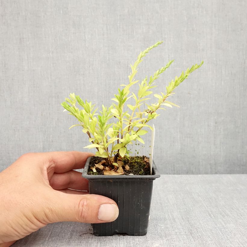 Esemplare di Cuphea hyssopifolia Purple Vasetto da 8/9 cm consegnato in estate