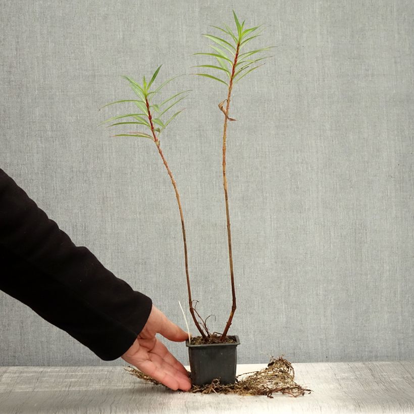 Esemplare di Cuphea micropetala Vasetto da 8/9 cm come consegnato in autunno