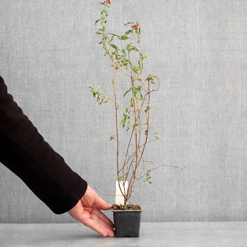 Cuphea Twinkle Pink Vasetto da 8/9 cm esemplare consegnato in inverno