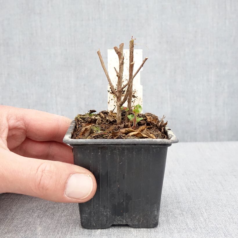 Cuphea Twinkle Pink Vasetto da 8/9 cm esemplare consegnato in primavera