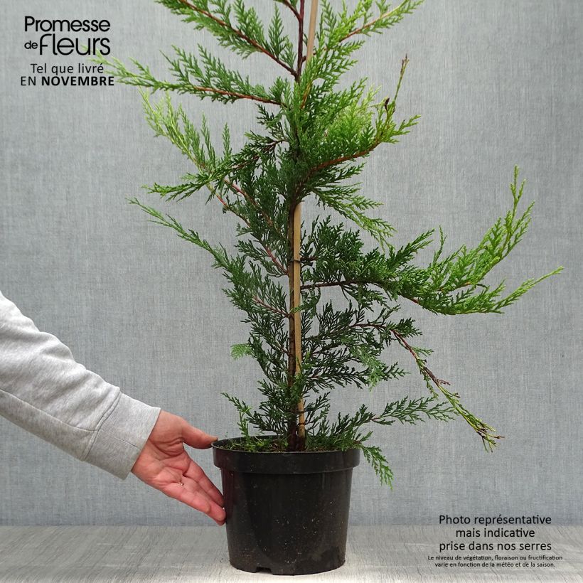 Esemplare di Cupressocyparis leylandii Castlewellan Gold - Cipresso di Leyland Vaso da 3L/4L come consegnato in autunno