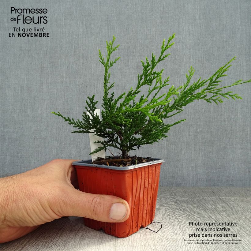 Esemplare di Cupressocyparis leylandii Castlewellan Gold - Cipresso di Leyland Vasetto da 8/9 cm come consegnato in autunno