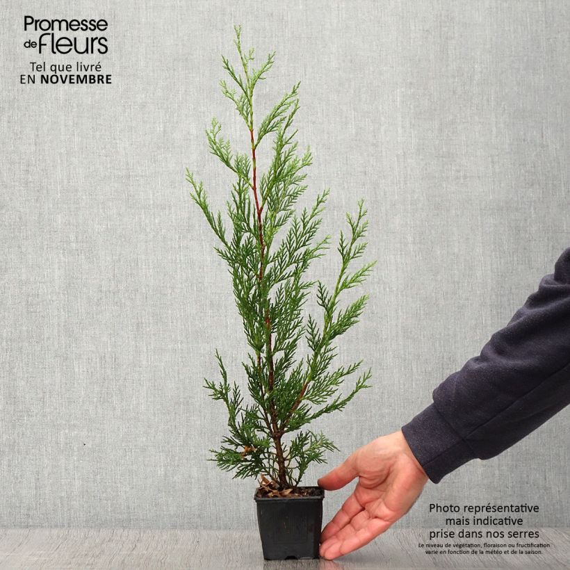 Esemplare di Cupressocyparis leylandii 2001 - Cipresso di Leyland Vasetto da 8/9 cm come consegnato in autunno