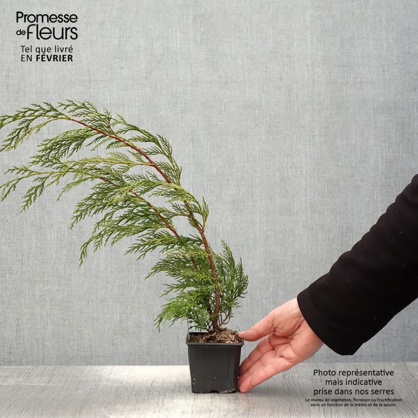 Cupressocyparis leylandii 2001 - Cipresso di Leyland Vasetto da 8/9 cm esemplare consegnato in inverno