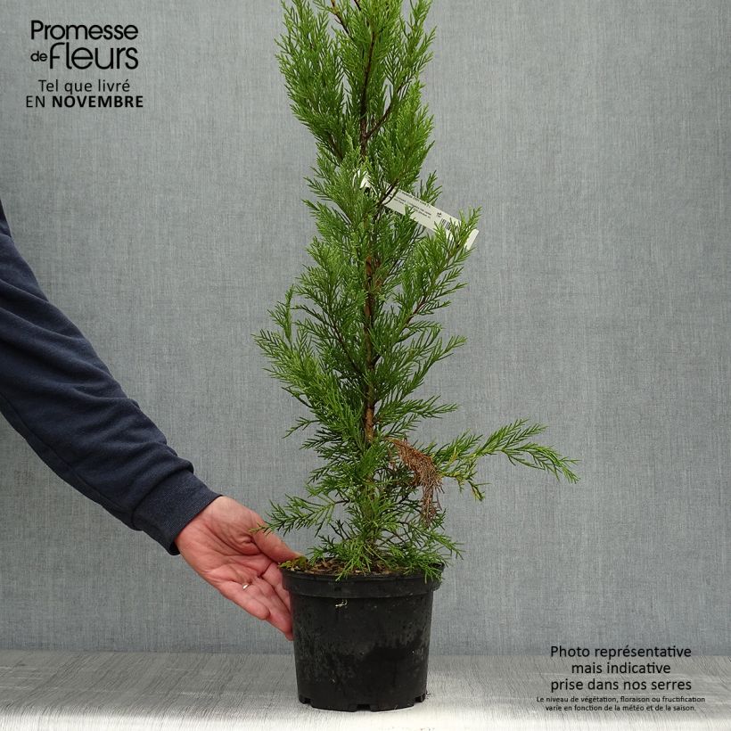 Esemplare di Cupressocyparis leylandii 2001 - Cipresso di Leyland Vaso da 2L/3L come consegnato in autunno
