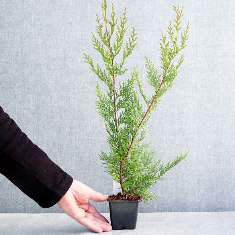 Cupressocyparis leylandii Oger - Cipresso di Leyland Vasetto da 8/9 cm esemplare consegnato in inverno