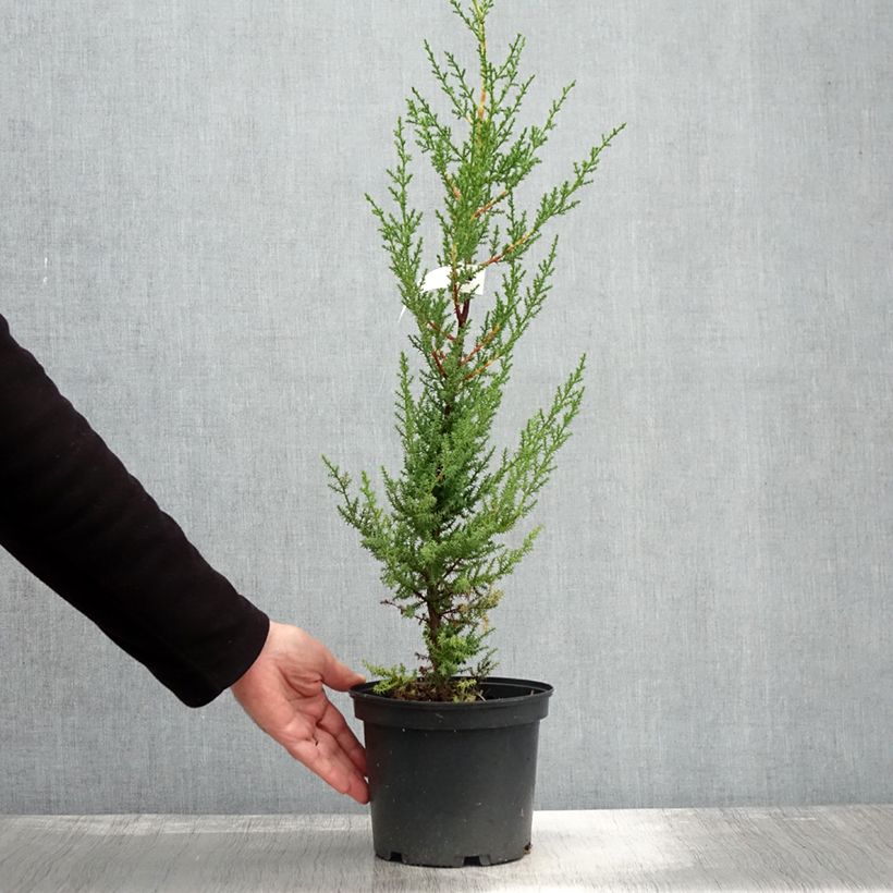 Esemplare di Cupressus macrocarpa Vaso da 2L/3L come consegnato in autunno
