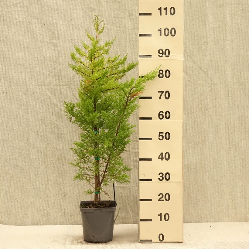 Esemplare di Cupressus macrocarpa Goldcrest Vaso da 4L/5L come consegnato in autunno