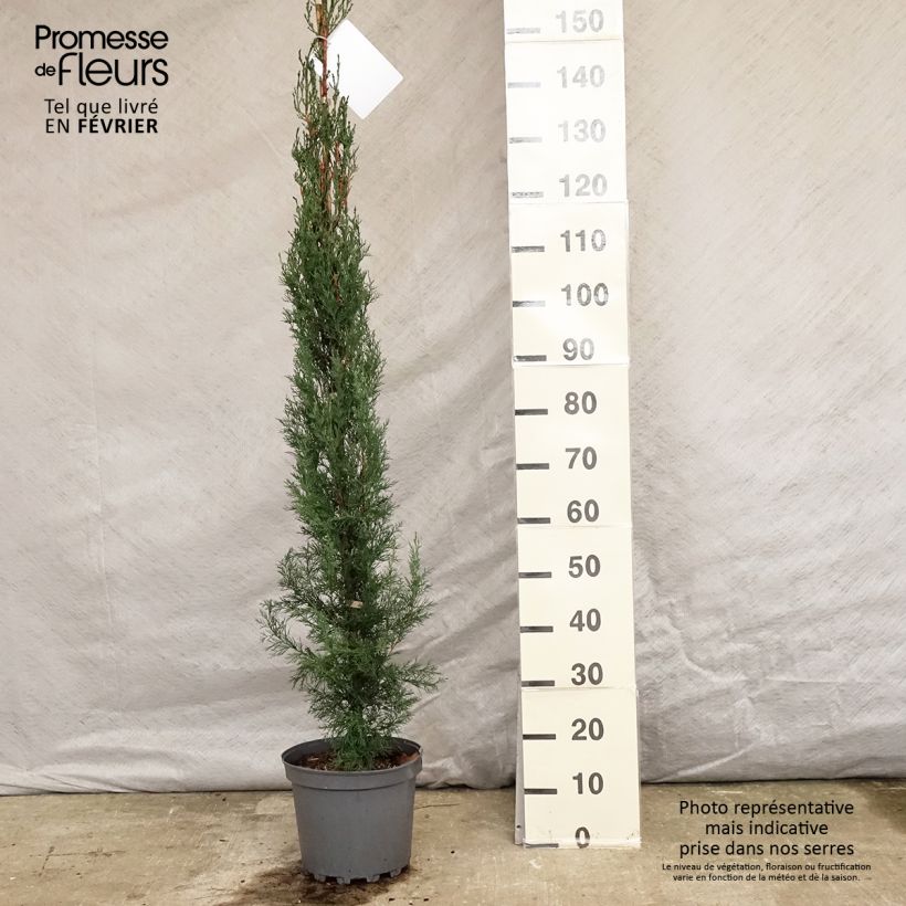 Cupressus sempervirens var. stricta - Cipresso comune Vaso da 7,5L/10L esemplare consegnato in inverno