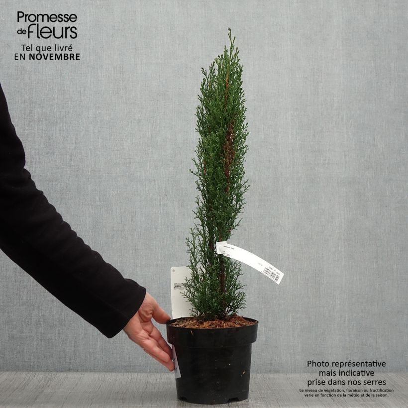 Esemplare di Cupressus sempervirens var. stricta Totem - Cipresso comune Vaso da 2L/3L come consegnato in autunno