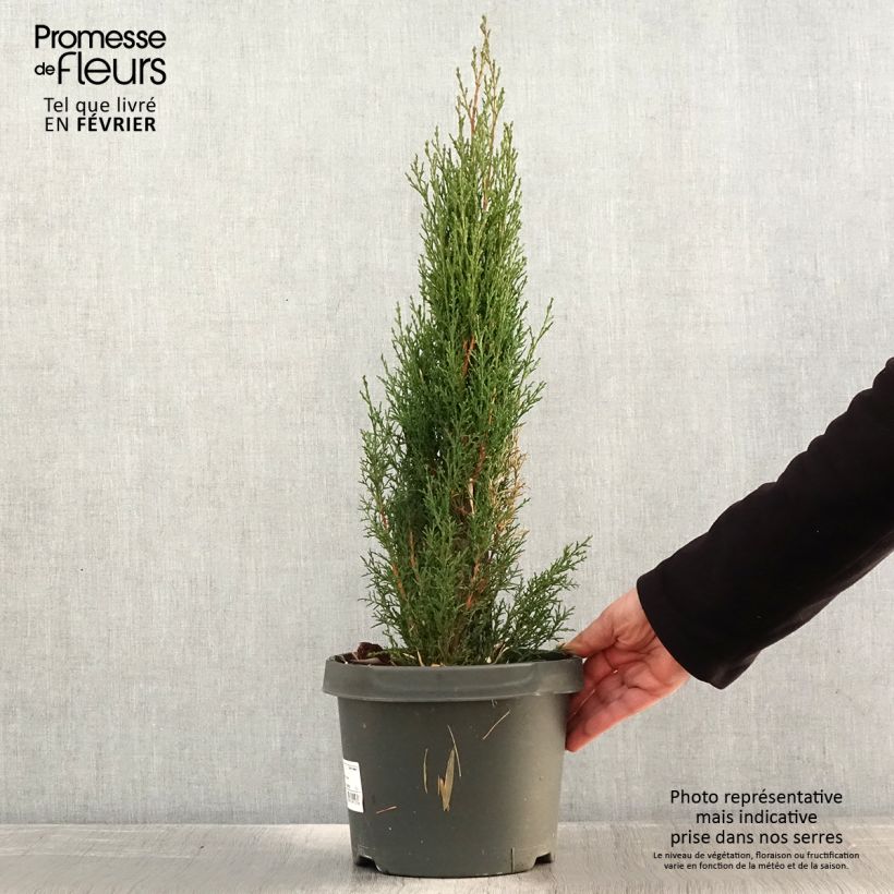 Cupressus sempervirens var. stricta Totem - Cipresso comune Vaso da 4L/5L esemplare consegnato in inverno