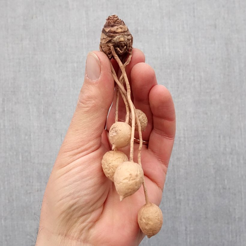 Curcuma alismatifolia White Bulbo taglia I esemplare consegnato in primavera