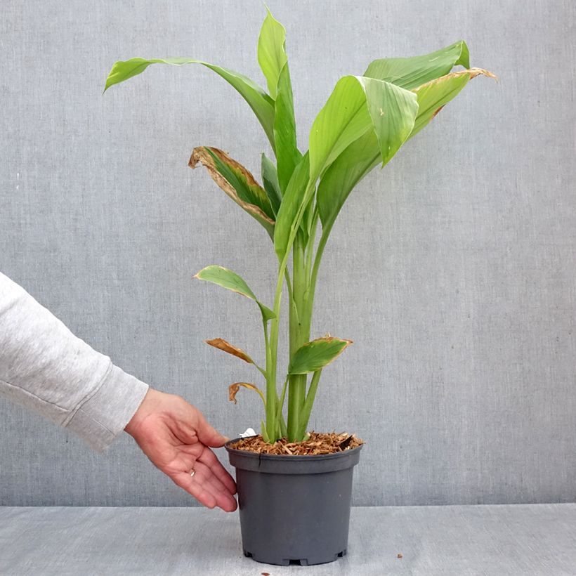 Esemplare di Curcuma longa - Curcuma Vaso da 2L/3L come consegnato in autunno