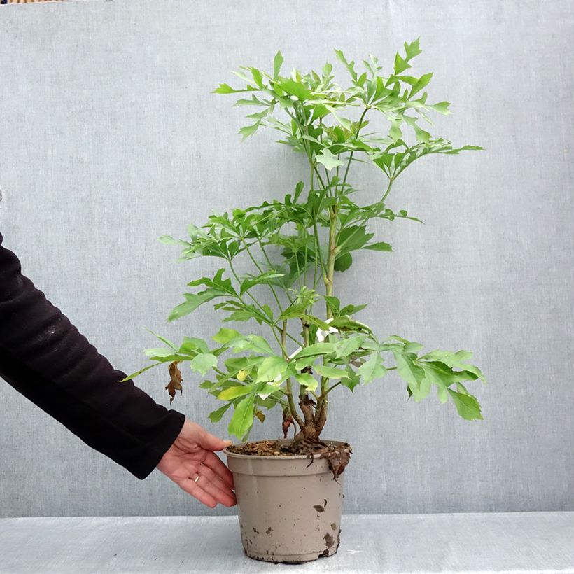 Esemplare di Cussonia spicata Vaso da 4L/5L come consegnato in autunno