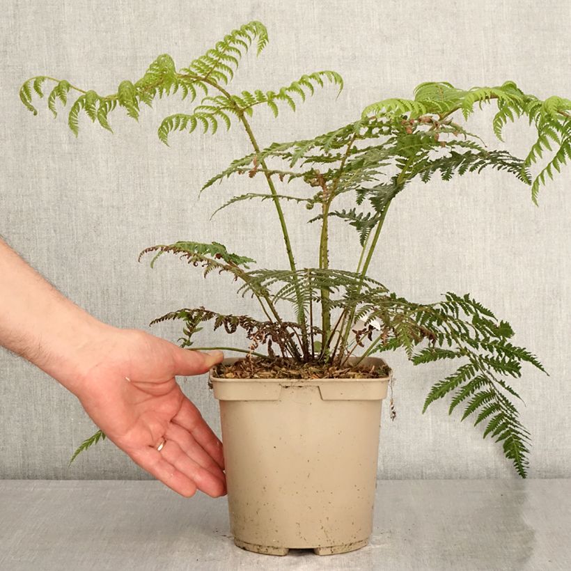 Cyathea dealbata - Felce d'Argento Vaso da 2L/3L esemplare consegnato in primavera