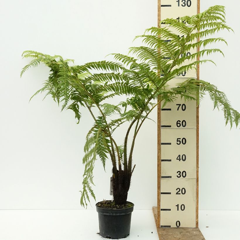 Esemplare di Cyathea lunulata - Felce arborea Vaso da 4L/5L consegnato in estate