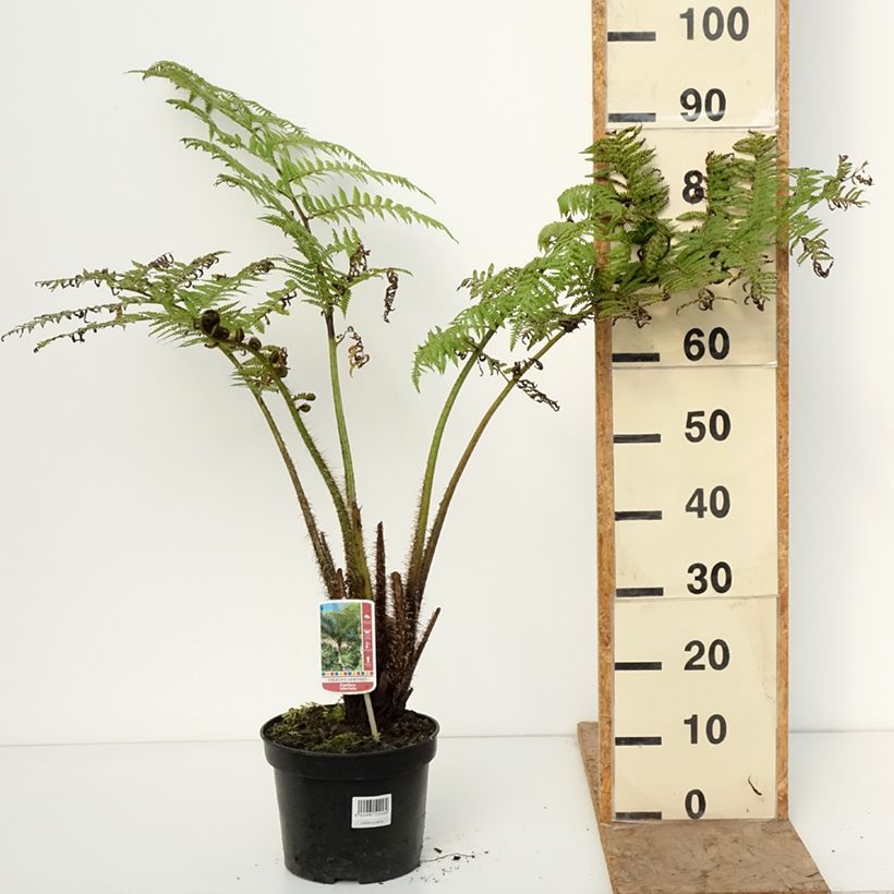 Cyathea lunulata - Felce arborea Vaso da 4L/5L esemplare consegnato in inverno