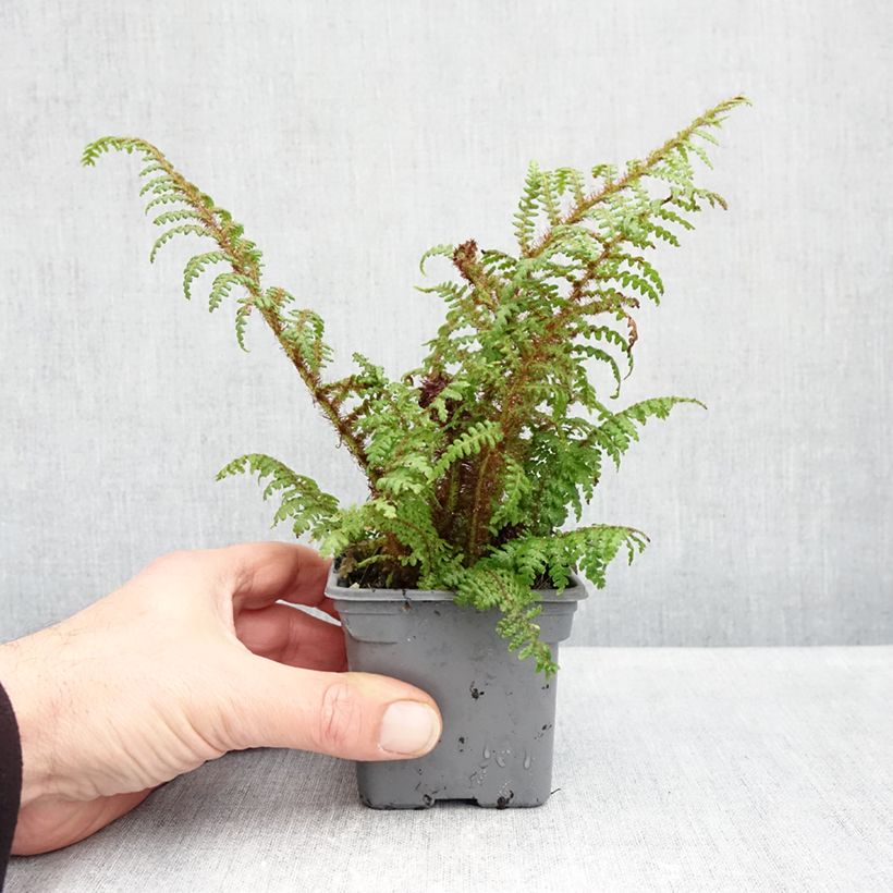 Esemplare di Cyathea tomentosissima - Felce arborea Vasetto da 8/9 cm come consegnato in autunno