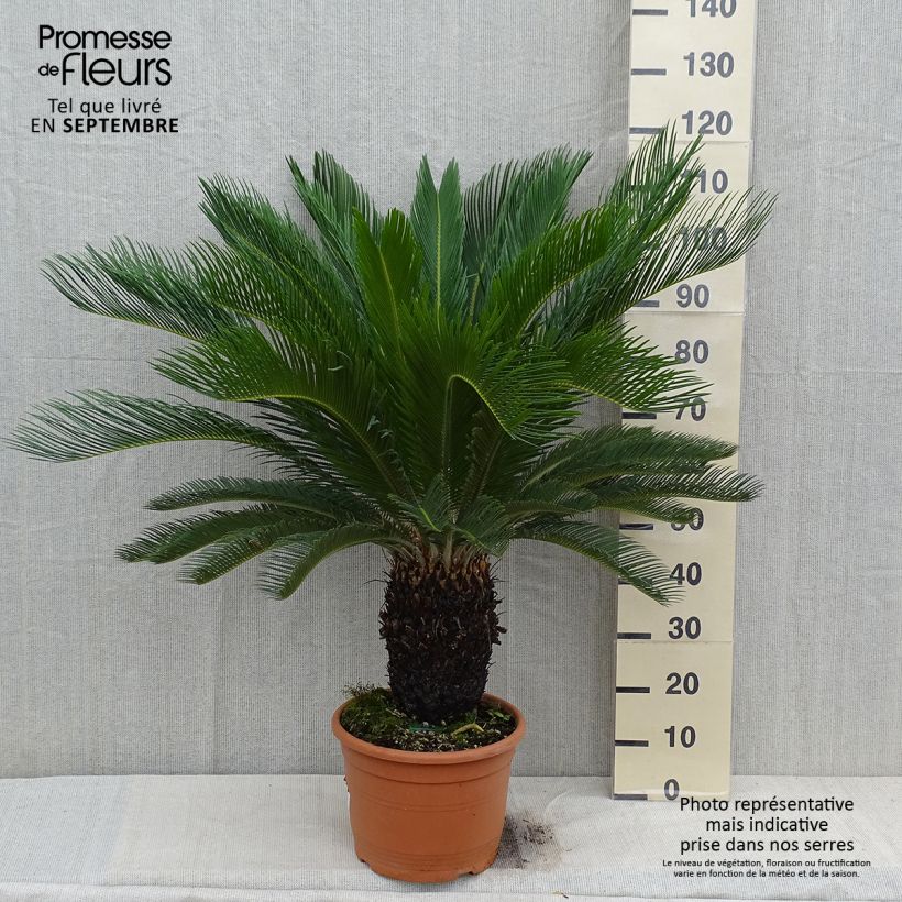 Esemplare di Cycas revoluta - Cycas del Giappone Vaso da 7,5L/10L come consegnato in autunno