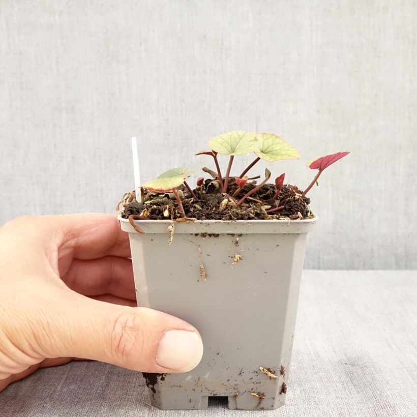 Esemplare di Ciclamino coum White Green Vasetto da 8/9 cm consegnato in estate