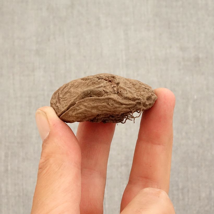 Esemplare di Ciclamino coum Bulbo taglia 15+ come consegnato in autunno