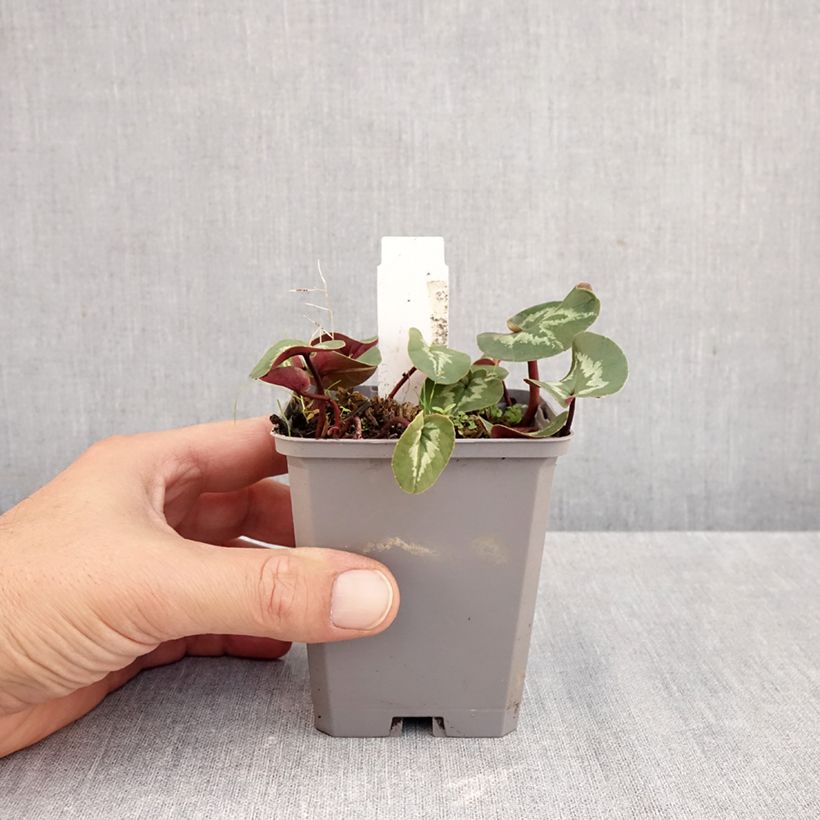 Esemplare di Ciclamino coum Pink Marbel Vasetto da 8/9 cm come consegnato in autunno