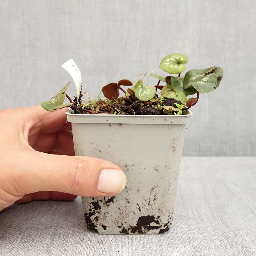 Esemplare di Ciclamino coum Pink Marbel Vasetto da 8/9 cm consegnato in estate