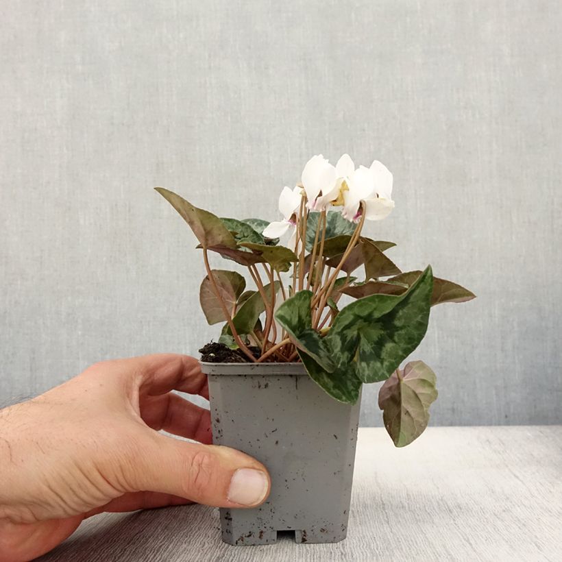 Esemplare di Cyclamen hederifolium Album Vasetto da 7/8 cm come consegnato in autunno