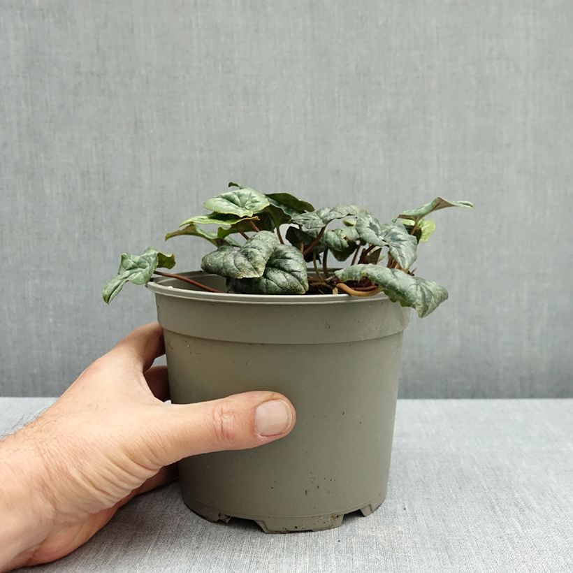 Esemplare di Cyclamen hederifolium Album Vaso da 2L/3L come consegnato in autunno
