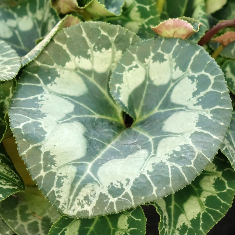 Ciclamino persiano bianco (Fogliame)