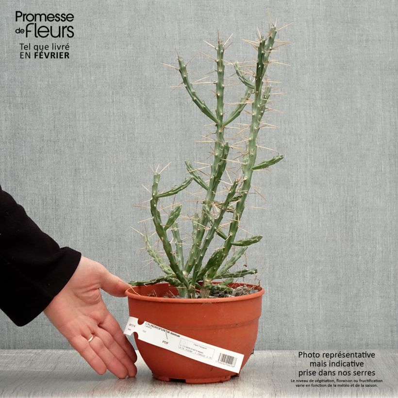 Cylindropuntia kleiniae Vaso da 2L/3L esemplare consegnato in inverno