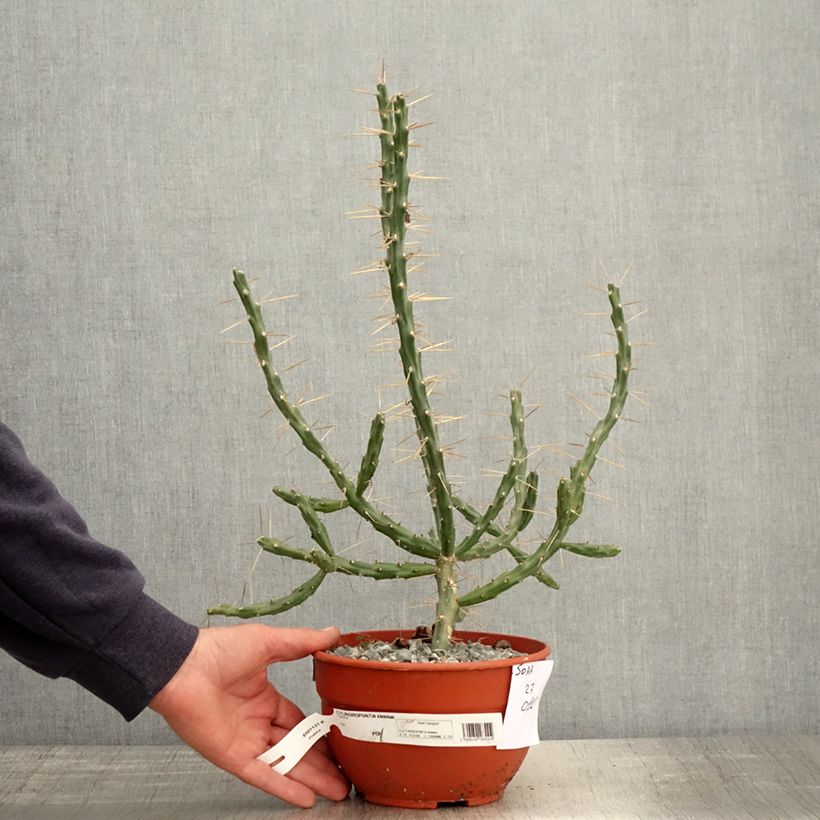 Cylindropuntia kleiniae Vaso da 2L/3L esemplare consegnato in primavera