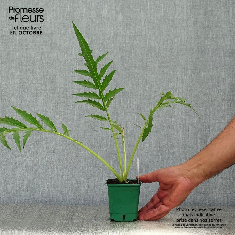 Esemplare di Cynara cardunculus var. altilis - Cardo Vasetto da 8/9 cm come consegnato in autunno