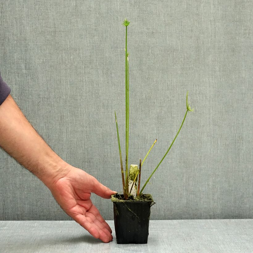 Esemplare di Cyperus haspan - Falso papiro Vasetto da 8/9 cm consegnato in estate