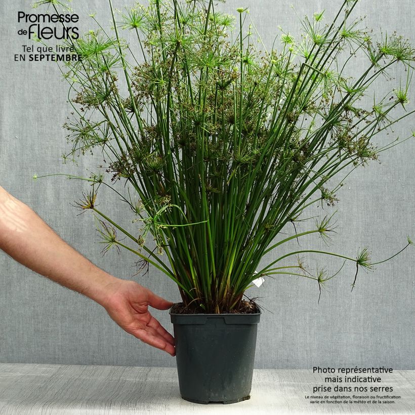 Esemplare di Cyperus papyrus Cleopatra - Papiro Vaso da 3L/4L come consegnato in autunno