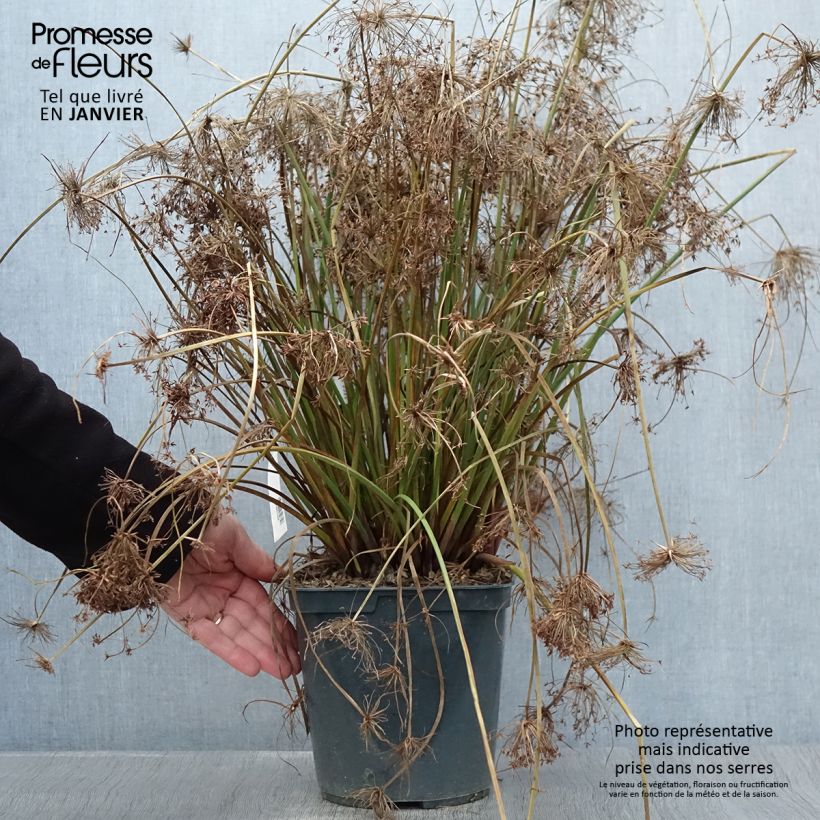 Cyperus papyrus Cleopatra - Papiro Vaso da 3L/4L esemplare consegnato in inverno