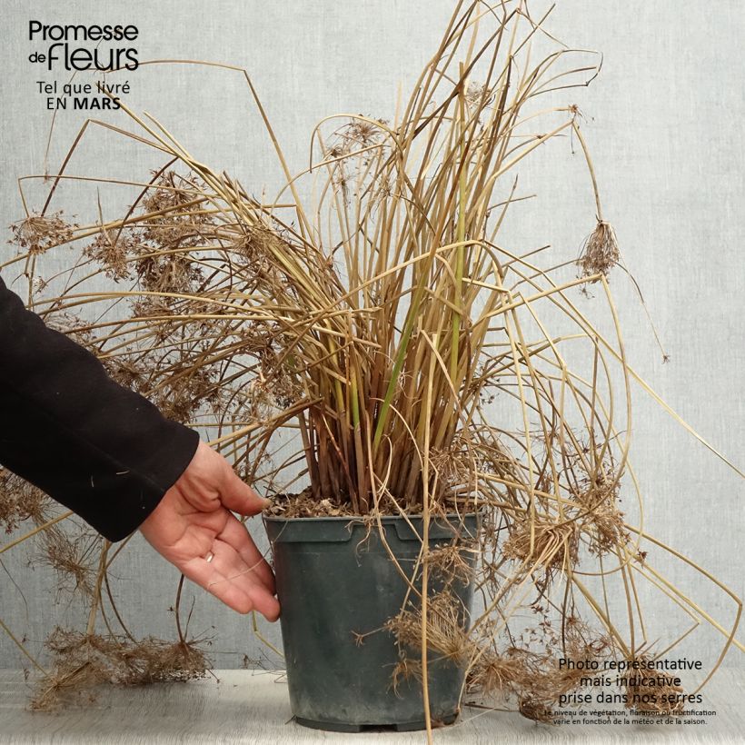 Cyperus papyrus Cleopatra - Papiro Vaso da 3L/4L esemplare consegnato in primavera