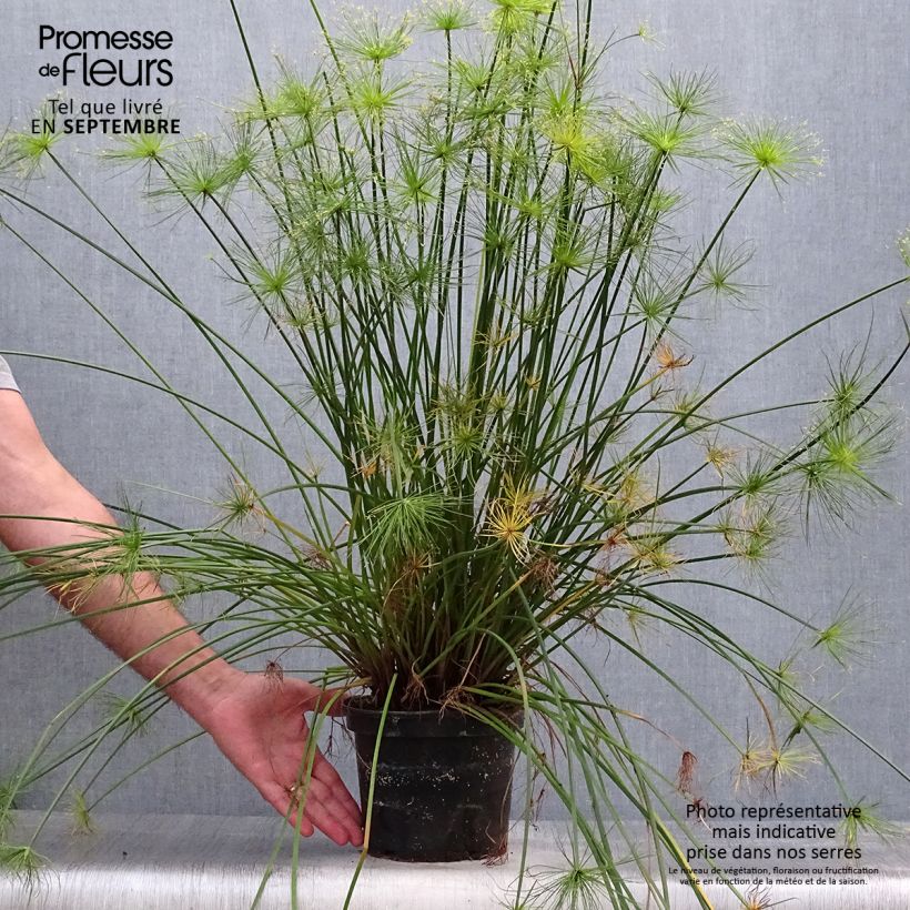 Esemplare di Cyperus prolifer - Papiro Vaso da 3L/4L come consegnato in autunno