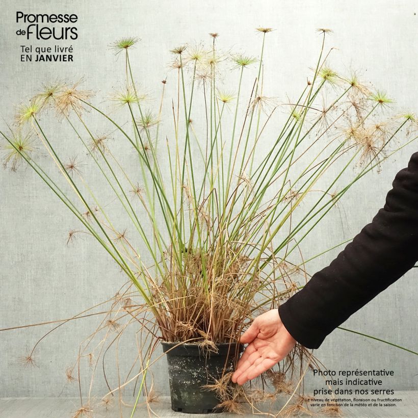 Cyperus prolifer - Papiro Vaso da 3L/4L esemplare consegnato in inverno