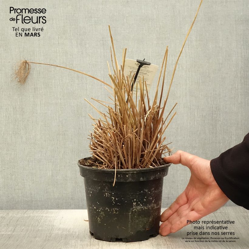 Cyperus prolifer - Papiro Vaso da 3L/4L esemplare consegnato in primavera